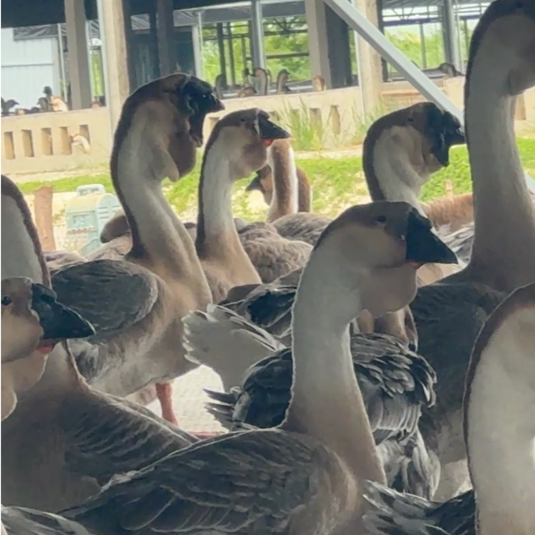 探只【补差价】呆萌宠物活体狮头凤头顺丰包邮可选公母自由搭配