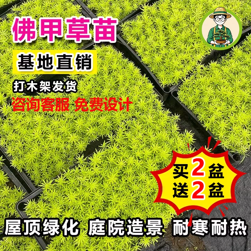 拾园记黄金佛甲草草皮耐寒热好养护庭院室内外常青地被花卉绿植物