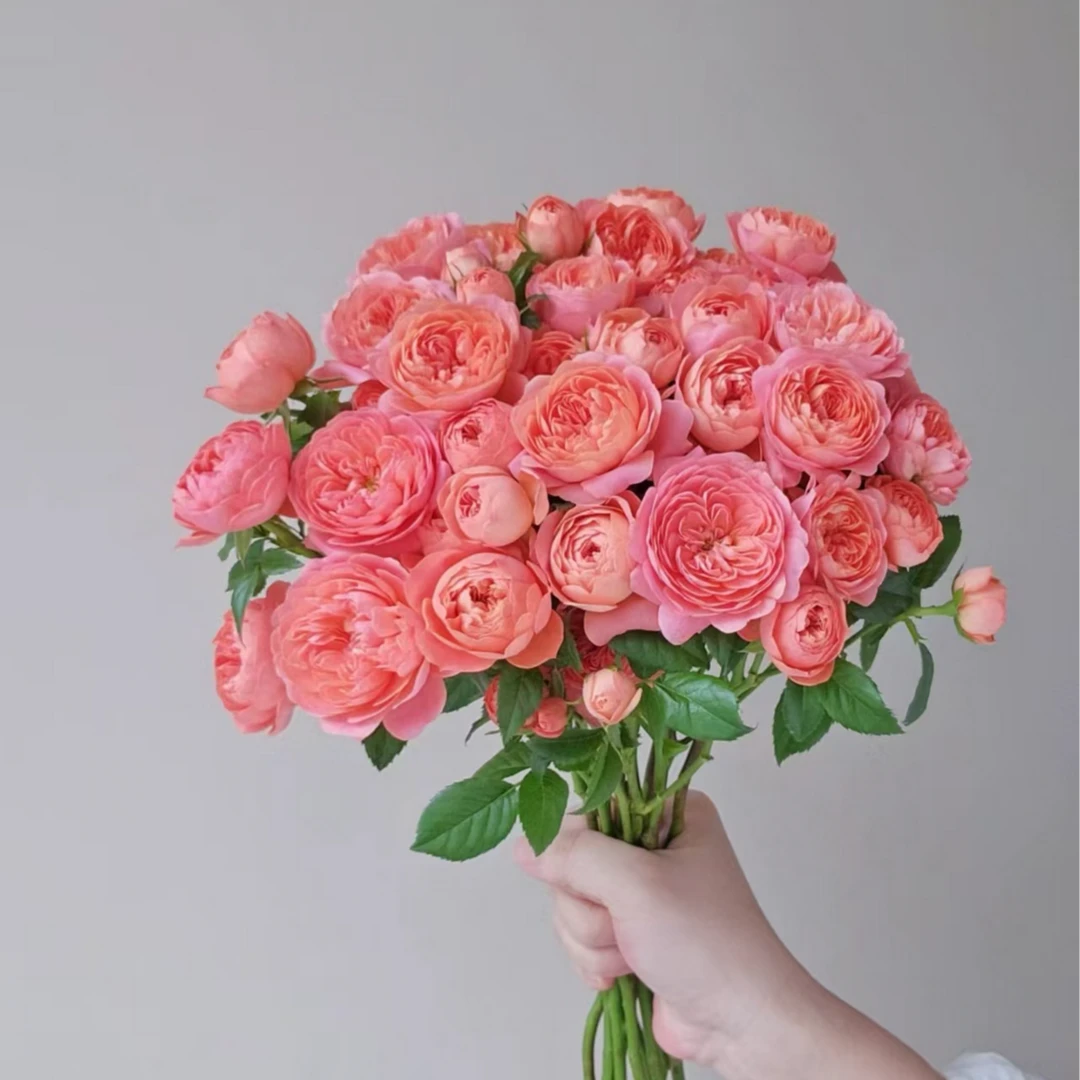 【桃色果汁】多头玫瑰（全场同一地址两单顺丰冷链包邮噢~）