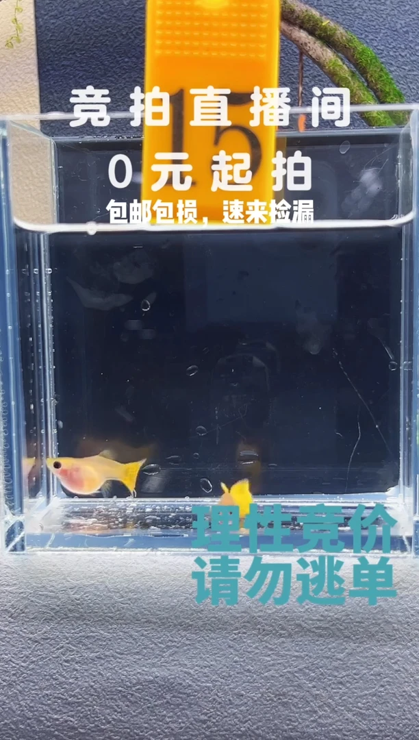 孔雀鱼超黄黄金玻璃猫短球体编号15