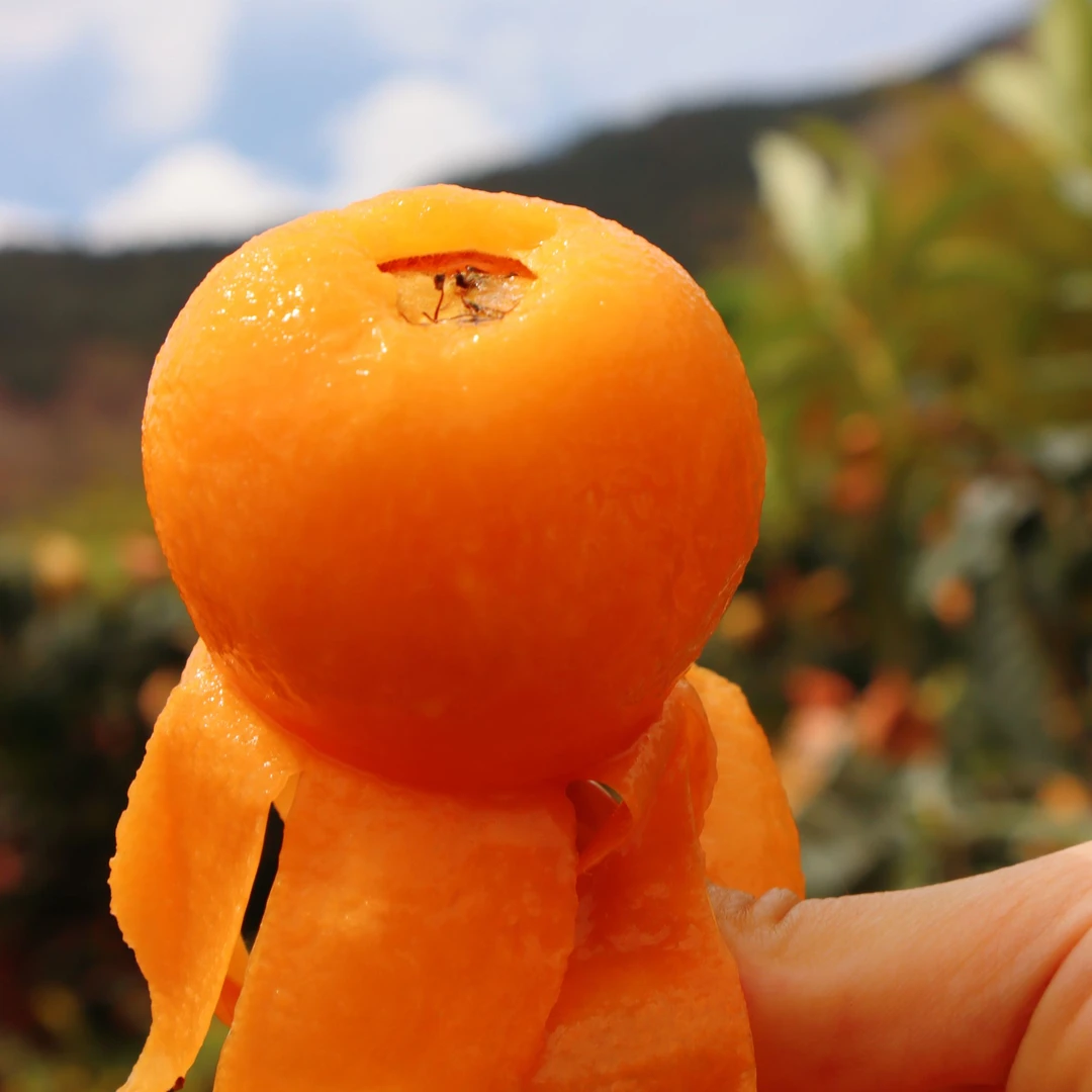 【高山五星枇杷】新鲜现摘大五星枇杷 皮薄肉厚香甜多汁 坏果包赔