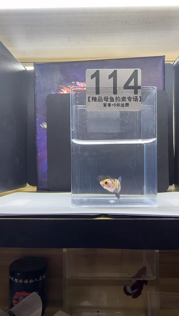 斗鱼精品母鱼编号114