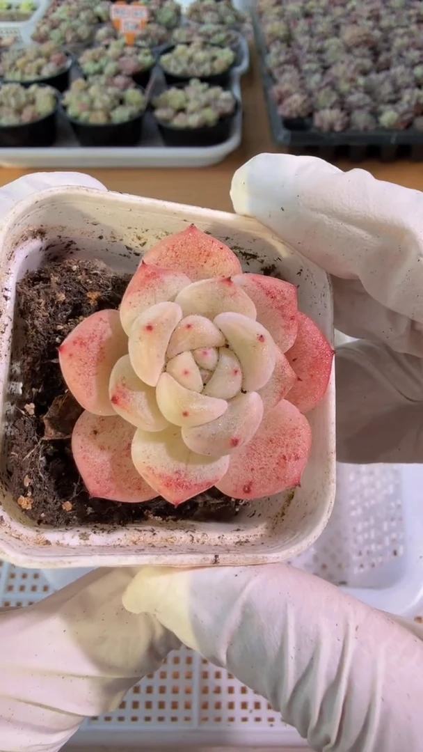 T6五方一盆 单双混 量拍混发