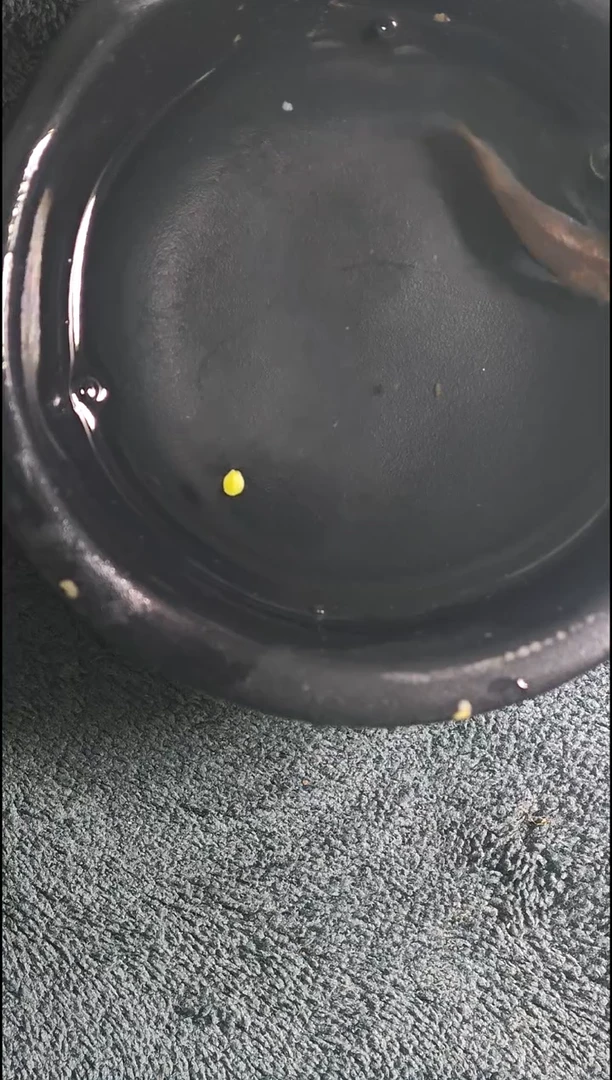 青鳉鱼观背青鳉15