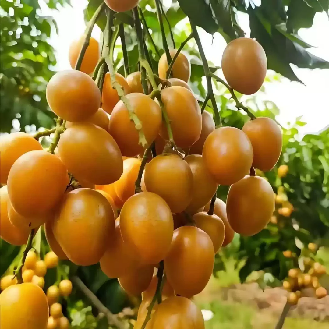 【顺丰京东包邮】广西黄皮果当季新鲜酸甜多汁孕妇水果黑金刚贵妃T1