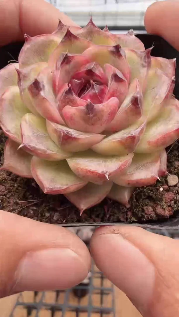 东云多肉园新款-145