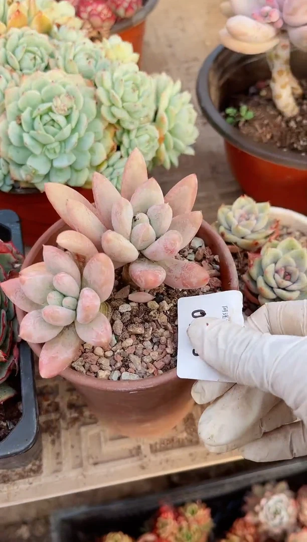 【闪购商品】06163