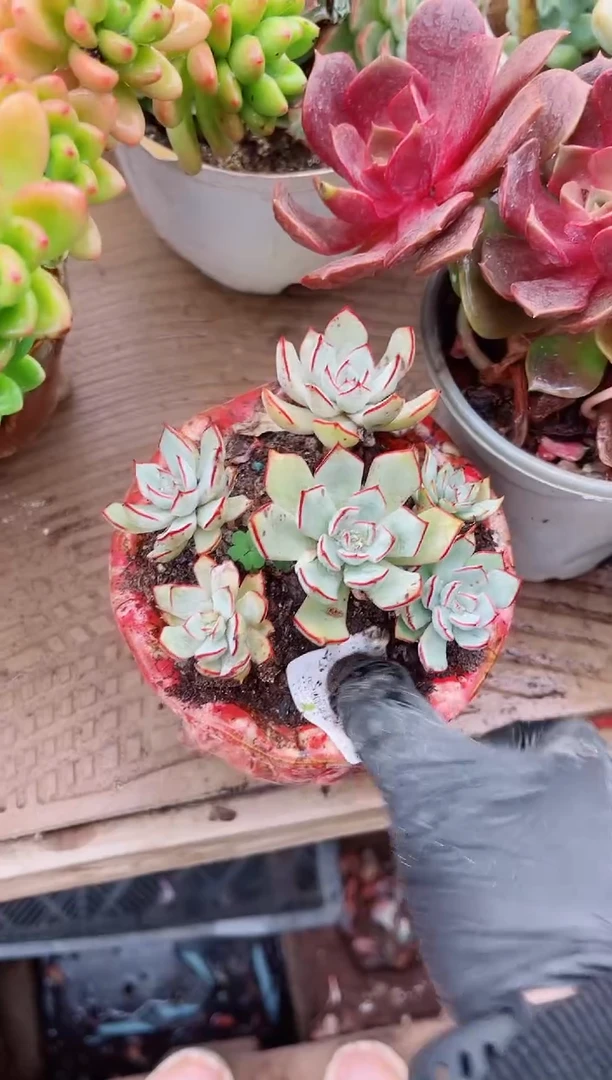 ?***?26076多肉植物