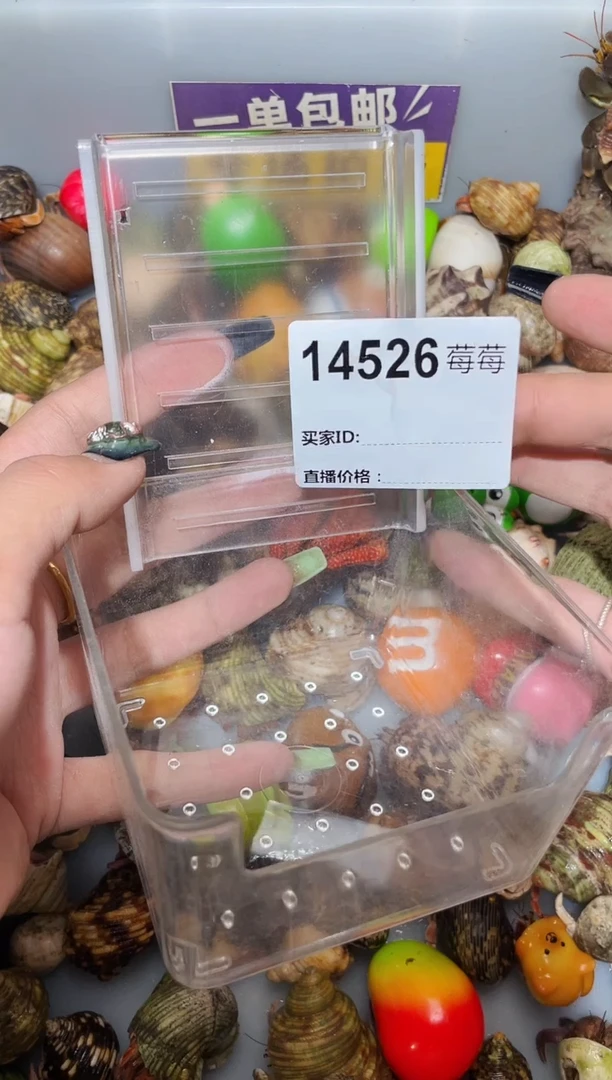 陌派甄选寄居蟹14526