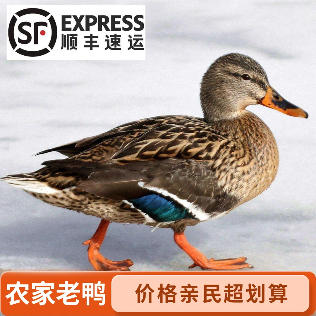 蓝村于姐农家散养2年老鸭2只装  纯粮喂养 现杀顺丰包邮土鸭食用