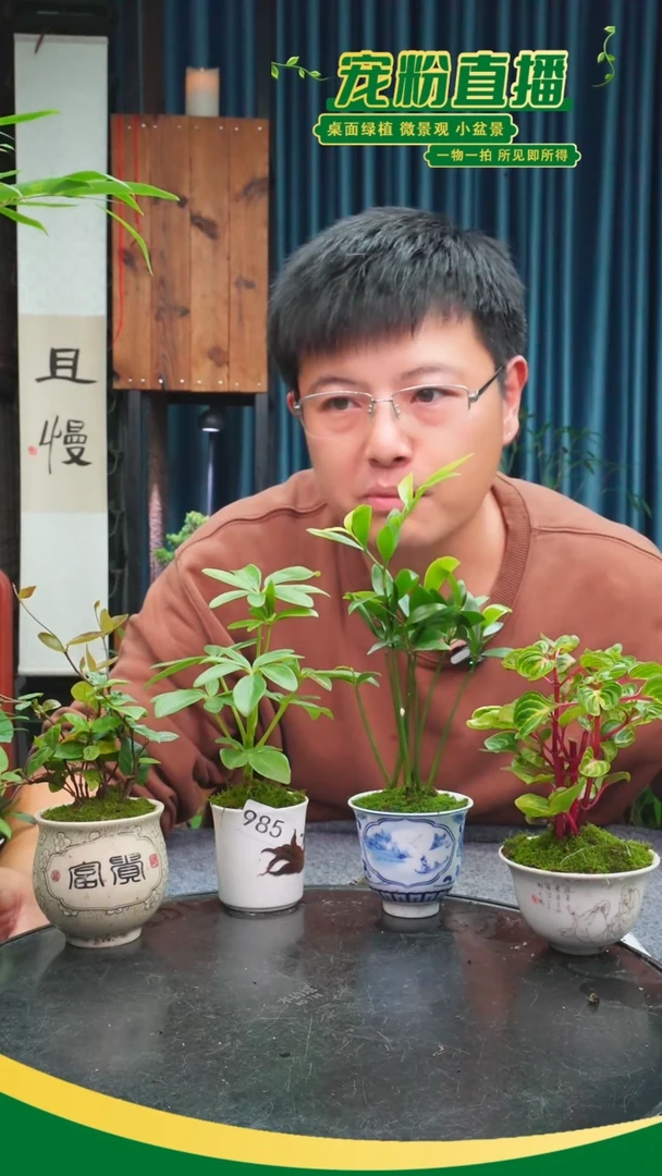 无花朵太****湖苔藓微景观985号