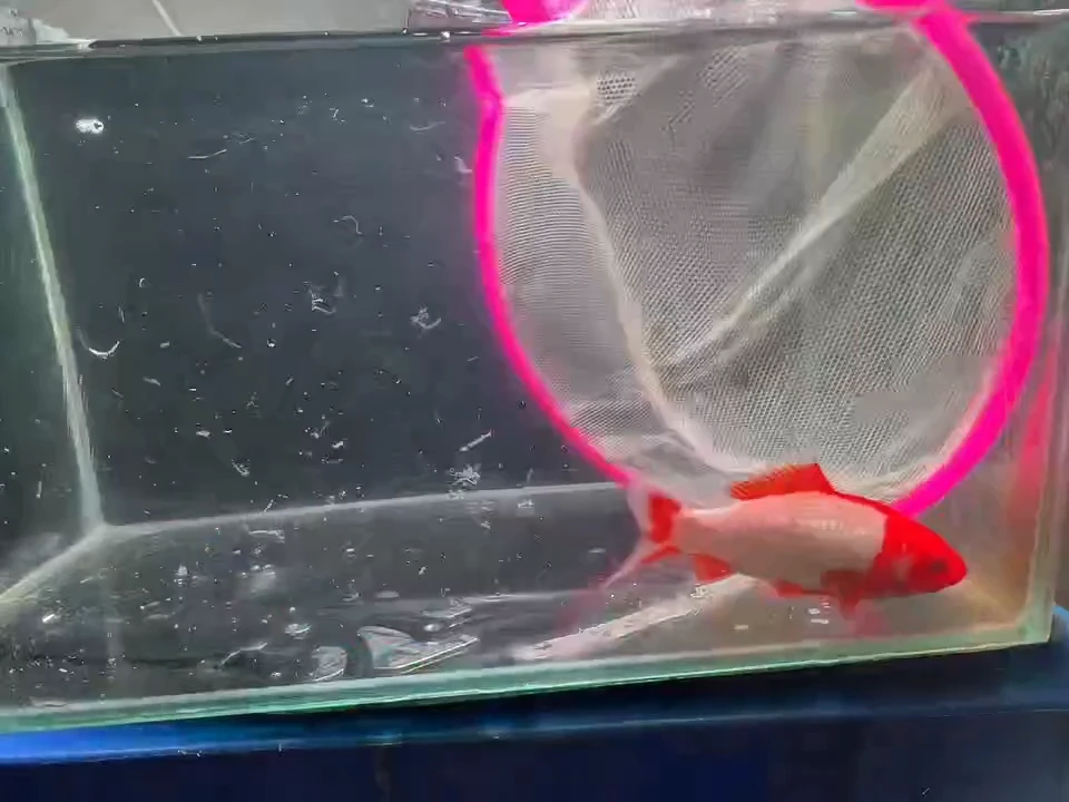 金鱼短尾草金专用链接10