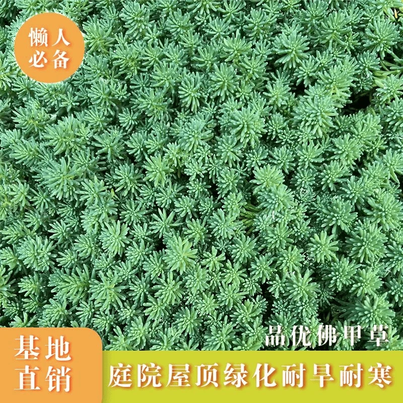 中华景天薄雪万年草多年生地被花镜植物耐寒精致盆栽庭院花园别墅