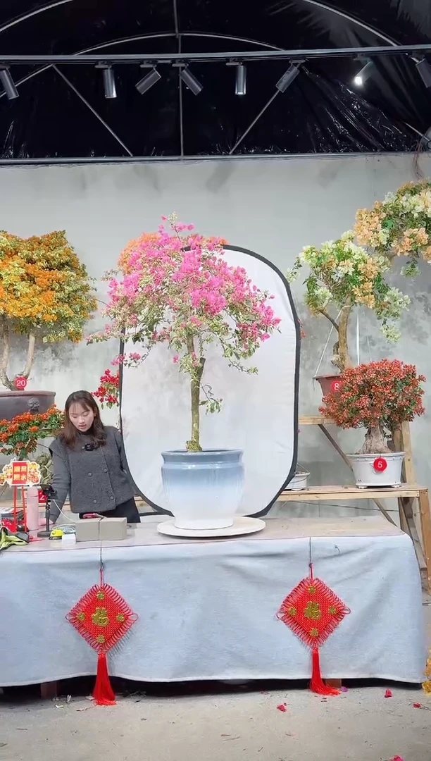 【闪购商品】盆景小斑叶丽人