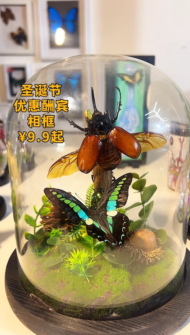 有机玻璃生态造景玻璃罩