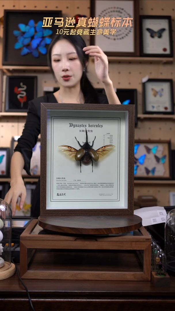 昆虫标本摆件大框