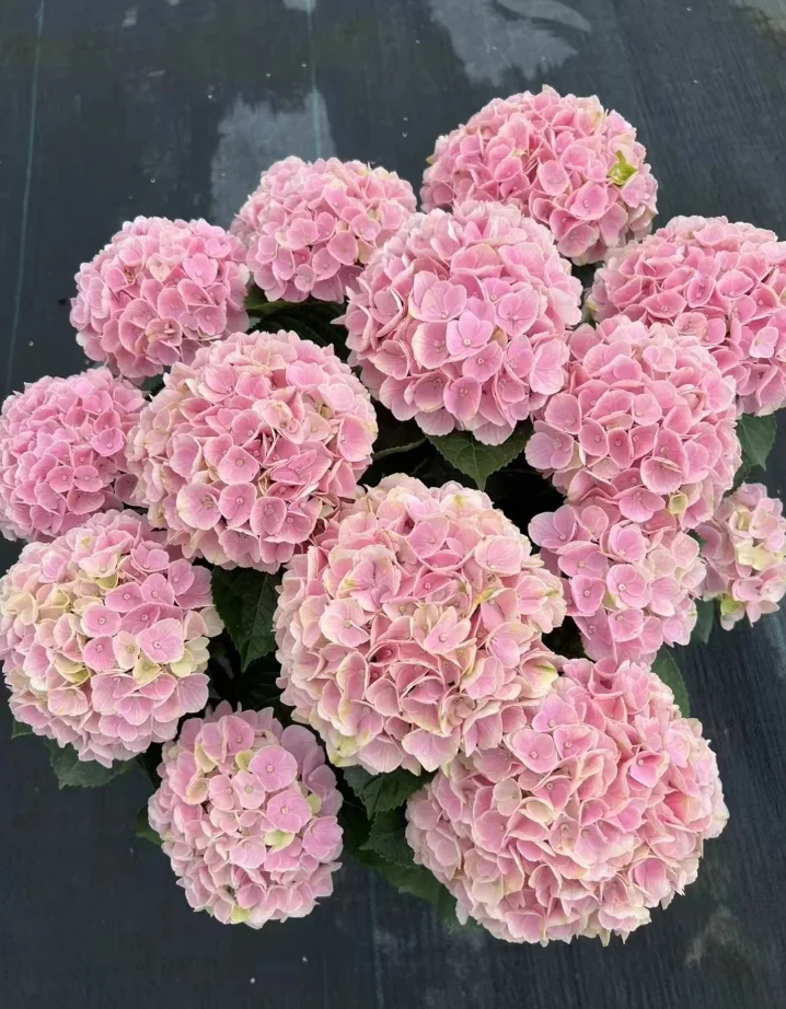 【纱织小姐修剪发货】绣球带花苞发货耐热耐寒易养护适合阳台庭院