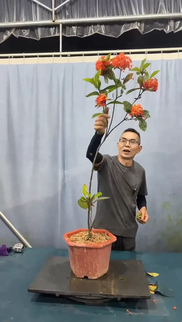 无花朵龙船花龙船花龙船花龙船花龙船花龙船花