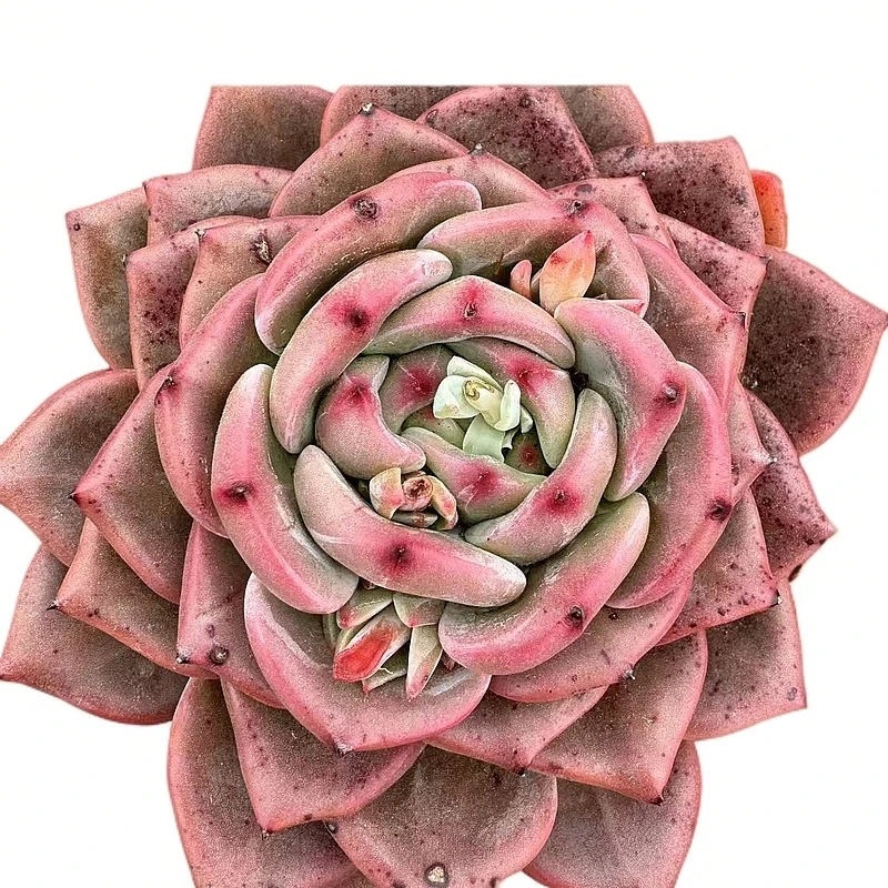 q橙多肉【满19包邮】