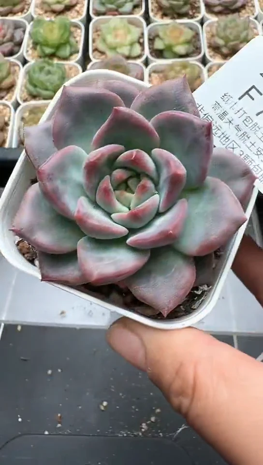 740F云禹多肉植物 默认脱土纸巾打包 3颗包邮