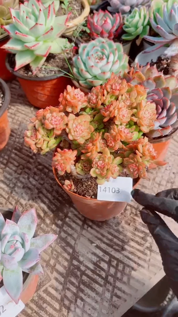 ღ****࿐多肉植物一物一拍15103