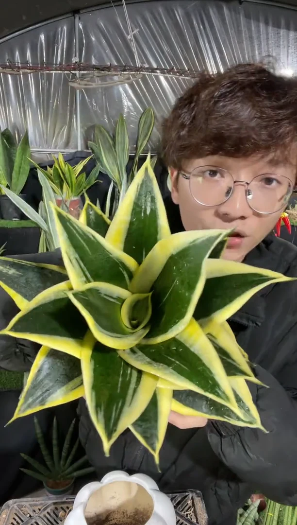 【闪购商品】宝塔金荷花带盆土15.8