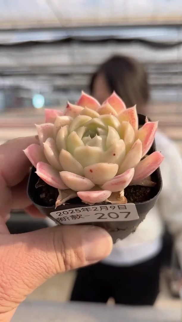 【闪购商品】青春专属链接