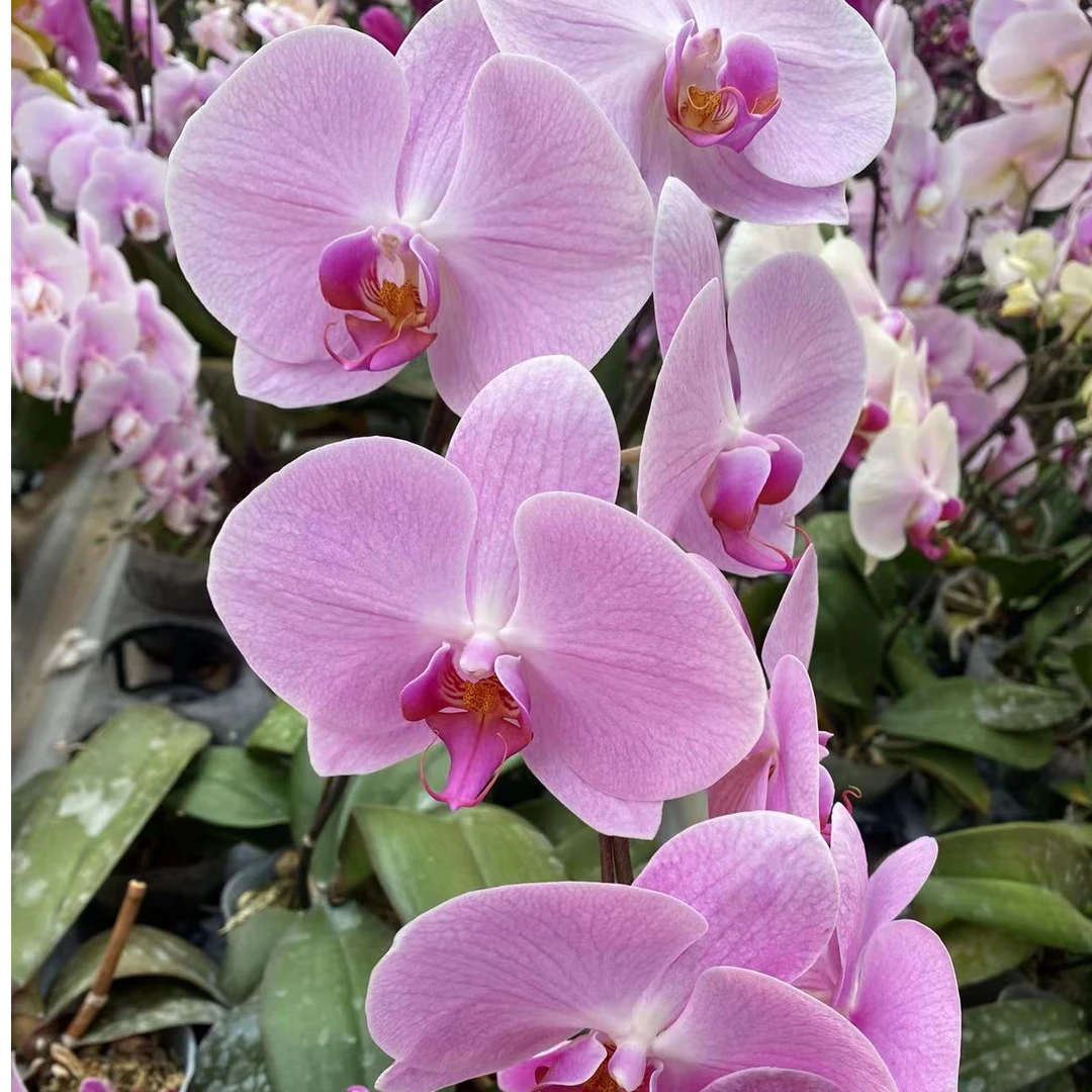 【粉冠军】3.5寸室内花卉精品蝴蝶兰