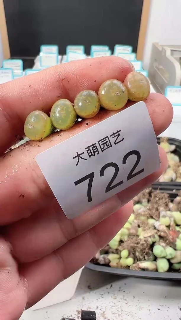 【闪购商品】++++722