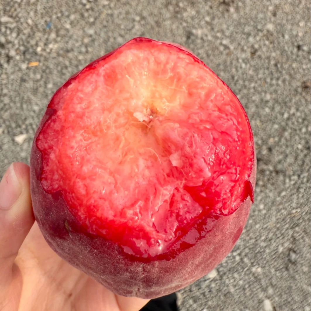 【爆甜】超大果春雪水蜜桃火焰蜜桃脆甜多汁当季新鲜水果现摘现发