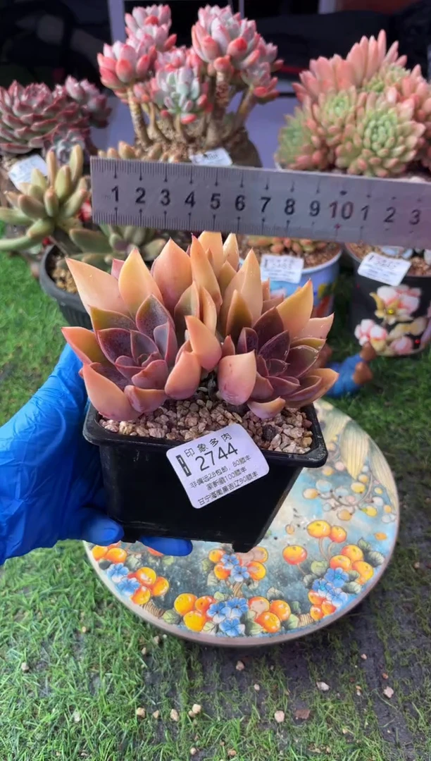 昆明印象多肉2744