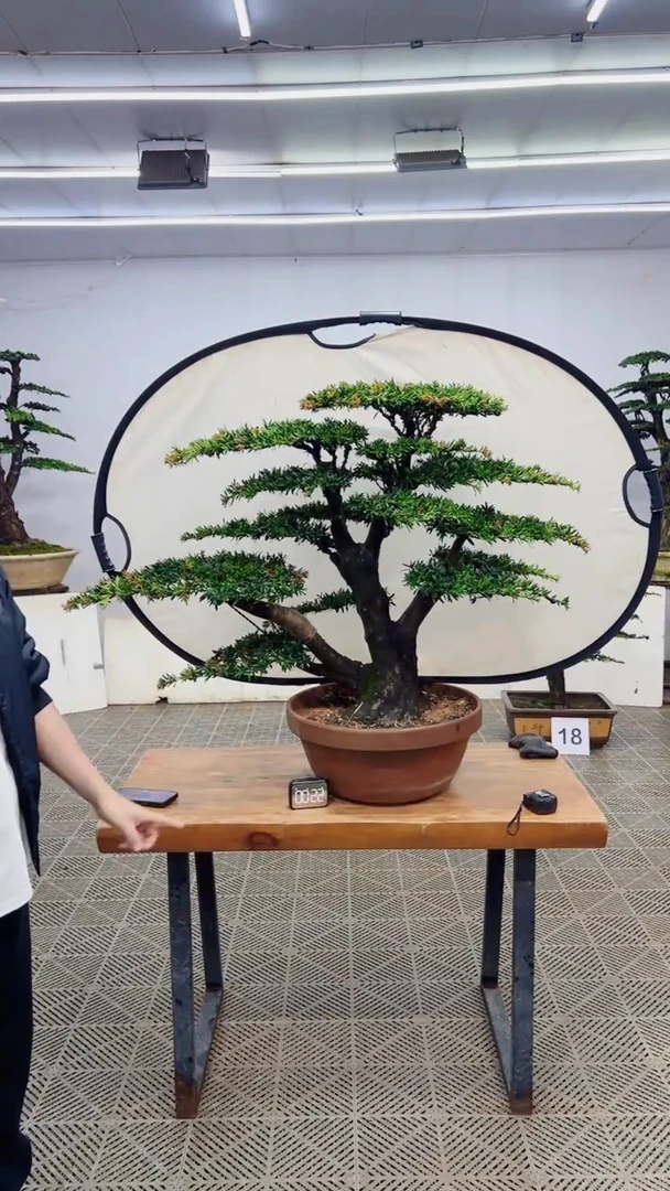 无花朵造型盆景一物一拍