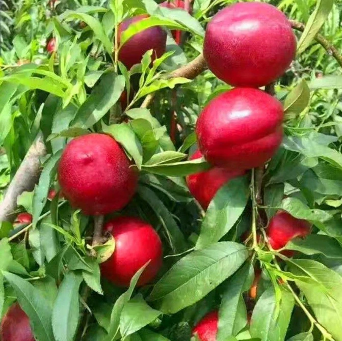 正宗砀山麻点油桃