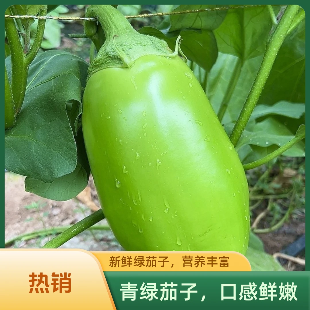 【抢鲜助农】产地直发现摘现发青茄子爆汁嫩滑农家好味从枝头到舌尖