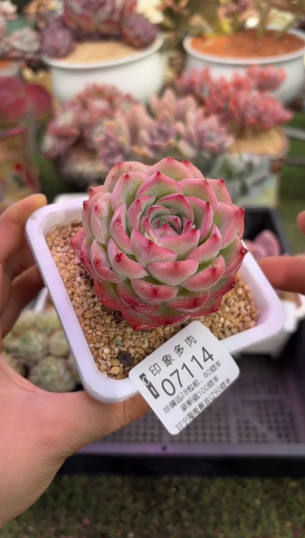 【闪购商品】07114