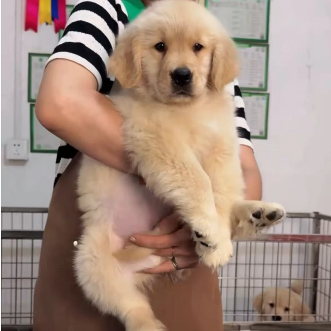 顺诚犬舍双血统金毛宠物活体狗狗链接