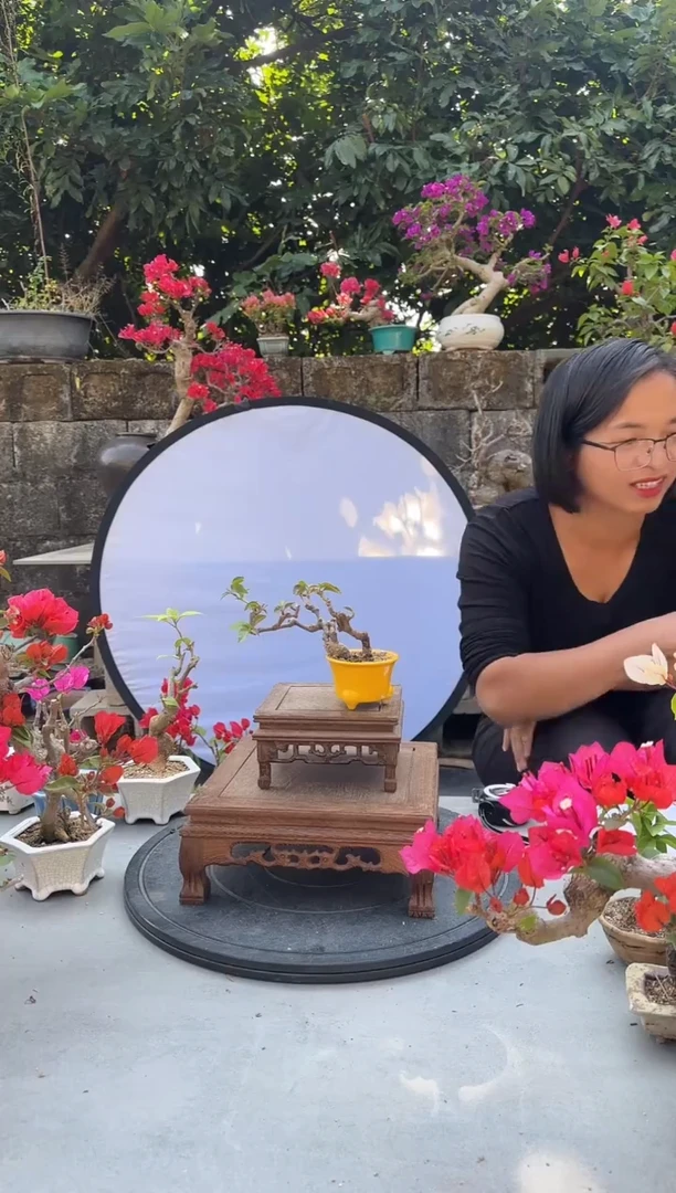 玛**特三角梅同安红