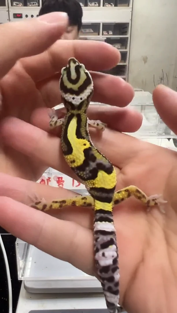 豹纹守宫70豹纹守宫