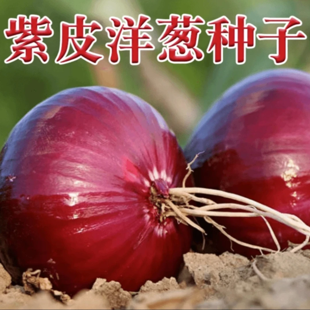 【紫皮水果洋葱种子】家庭阳台小院盆栽地栽四季种植