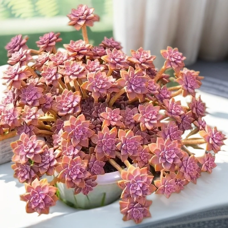 大颗妖桩阿伦陪多肉植物耐热耐冻室内外多肉植物