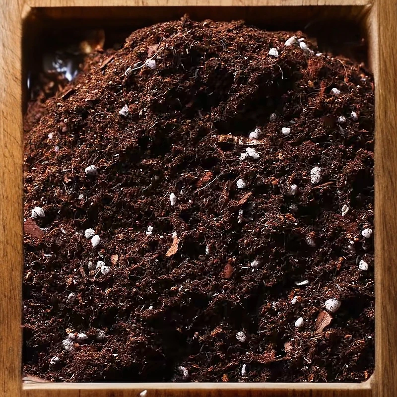 朱顶红土营养土朱顶红专用土有机泥炭土花肥盆栽植物种植土