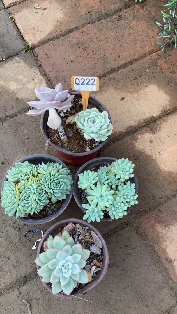 Q222多肉组合默认脱土发货