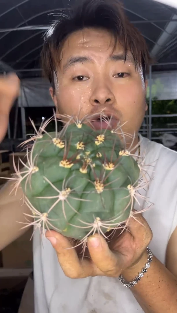 实生根 新天地 7-10cm