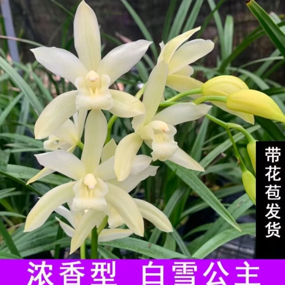 【白雪公主】浓香型建兰花卉盆栽室内绿植四季好养办公室客厅