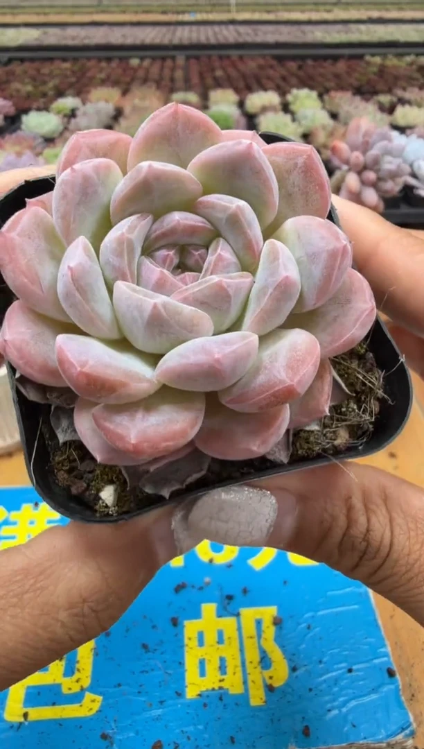 东云多肉园二店-286