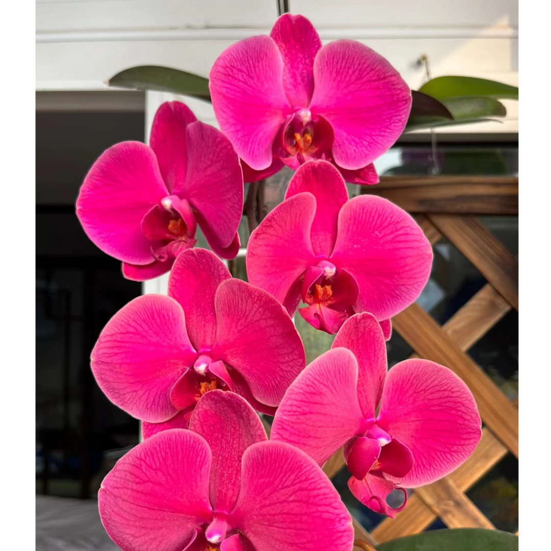 【洋洋得意06】3.5寸朱砂红色中大花型室内蝴蝶兰带花发货（花多）