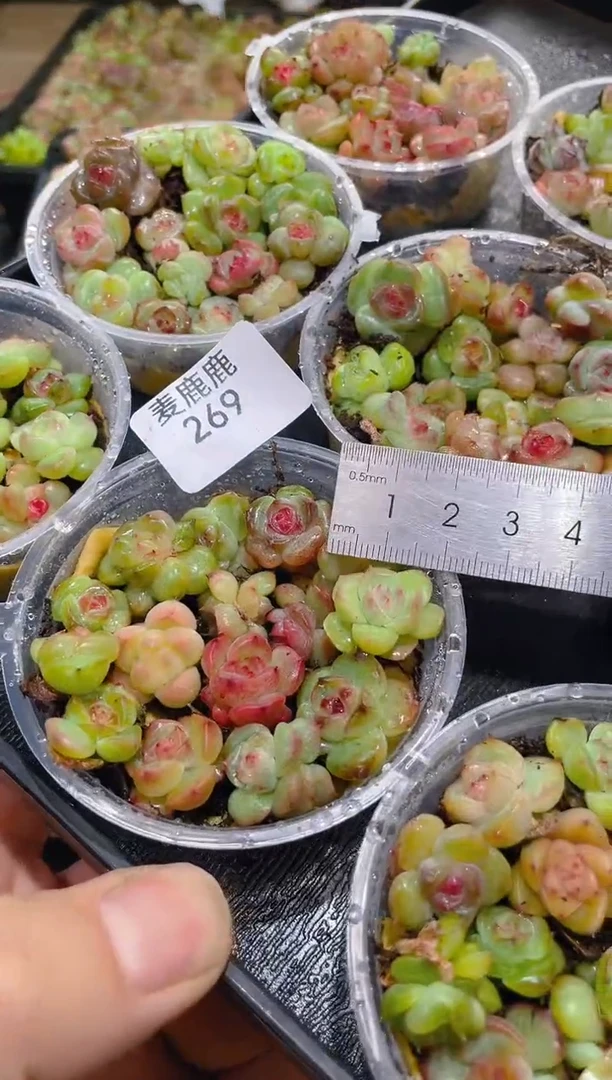 269霸道珍妮品宣款1.5CM包15颗量拍随机发一盒