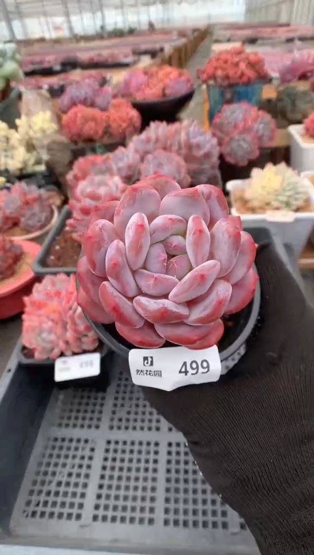 499星影一物一拍