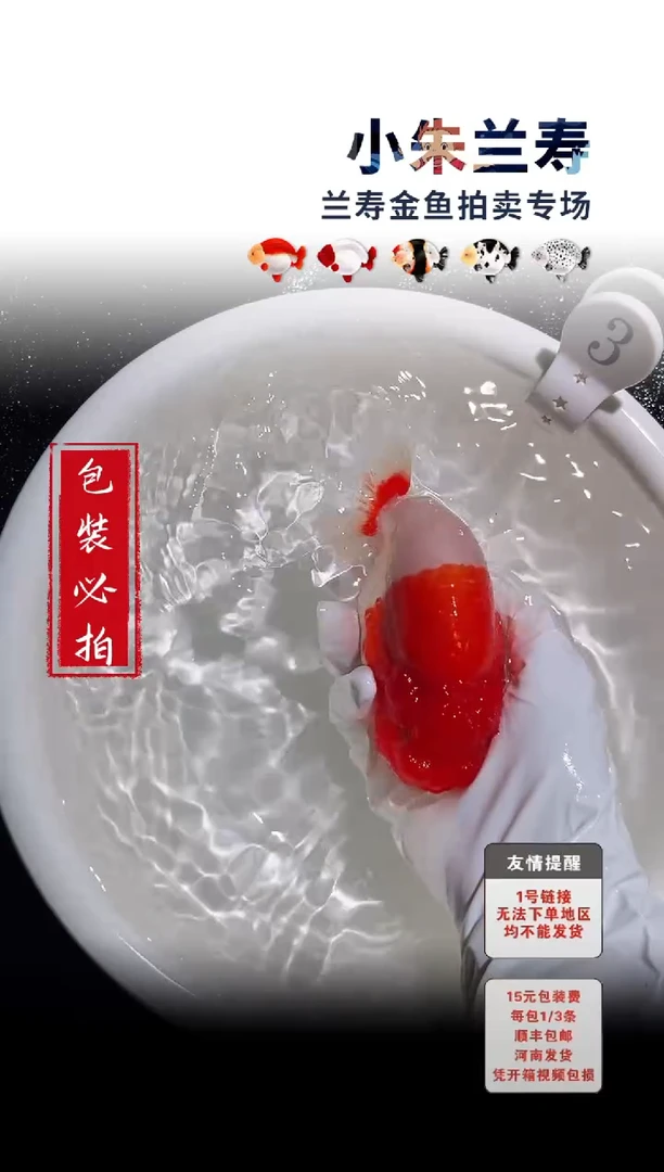 金鱼包装必拍未拍顺丰到付3号