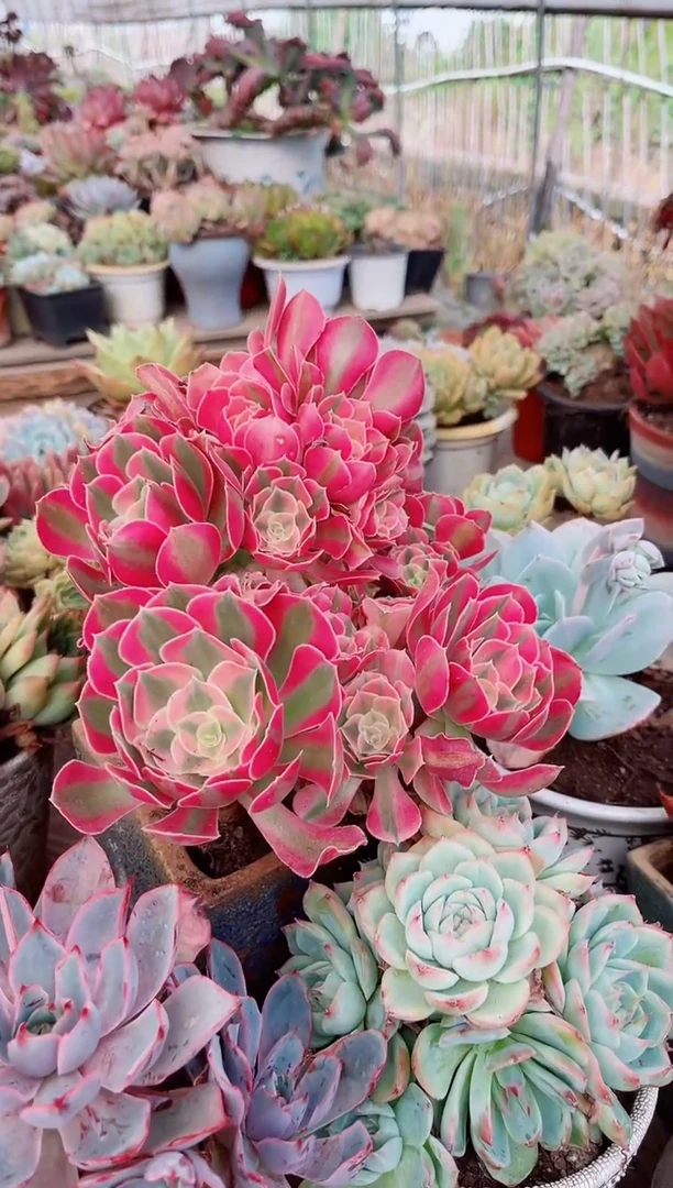 ?***^多肉植物一物一拍07105